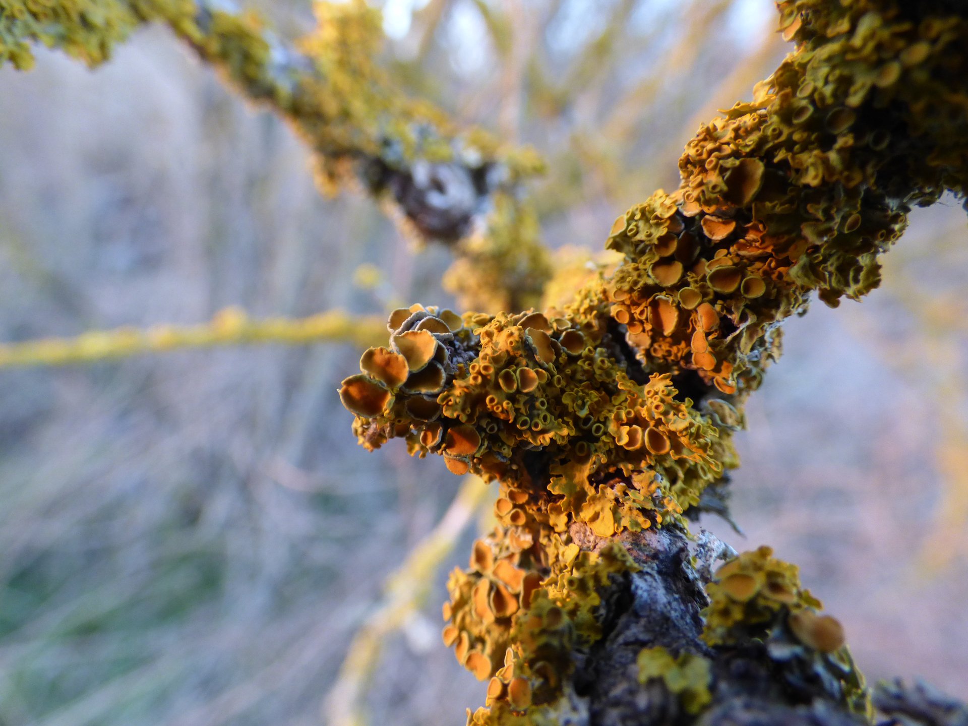 Lichens