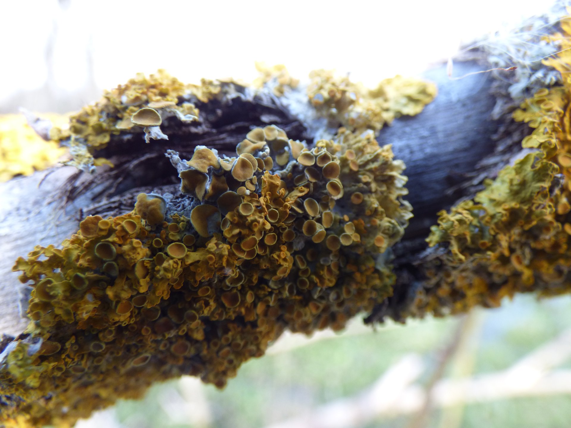 Lichens