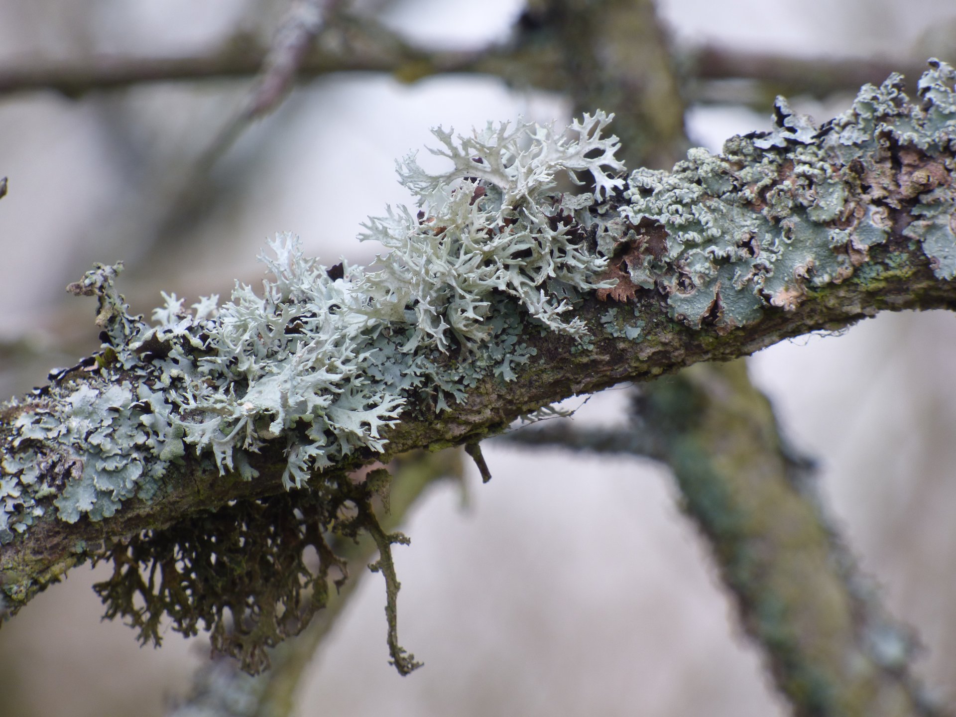 Lichens