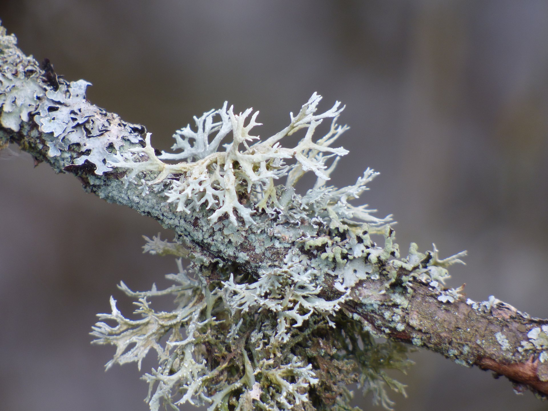 Lichens