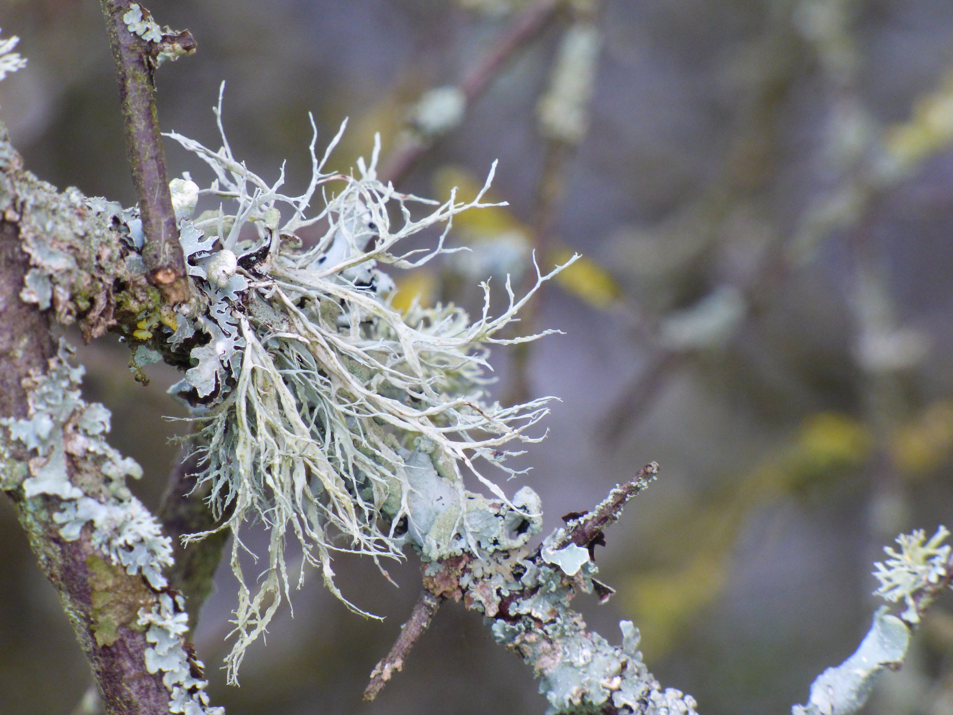 Lichens