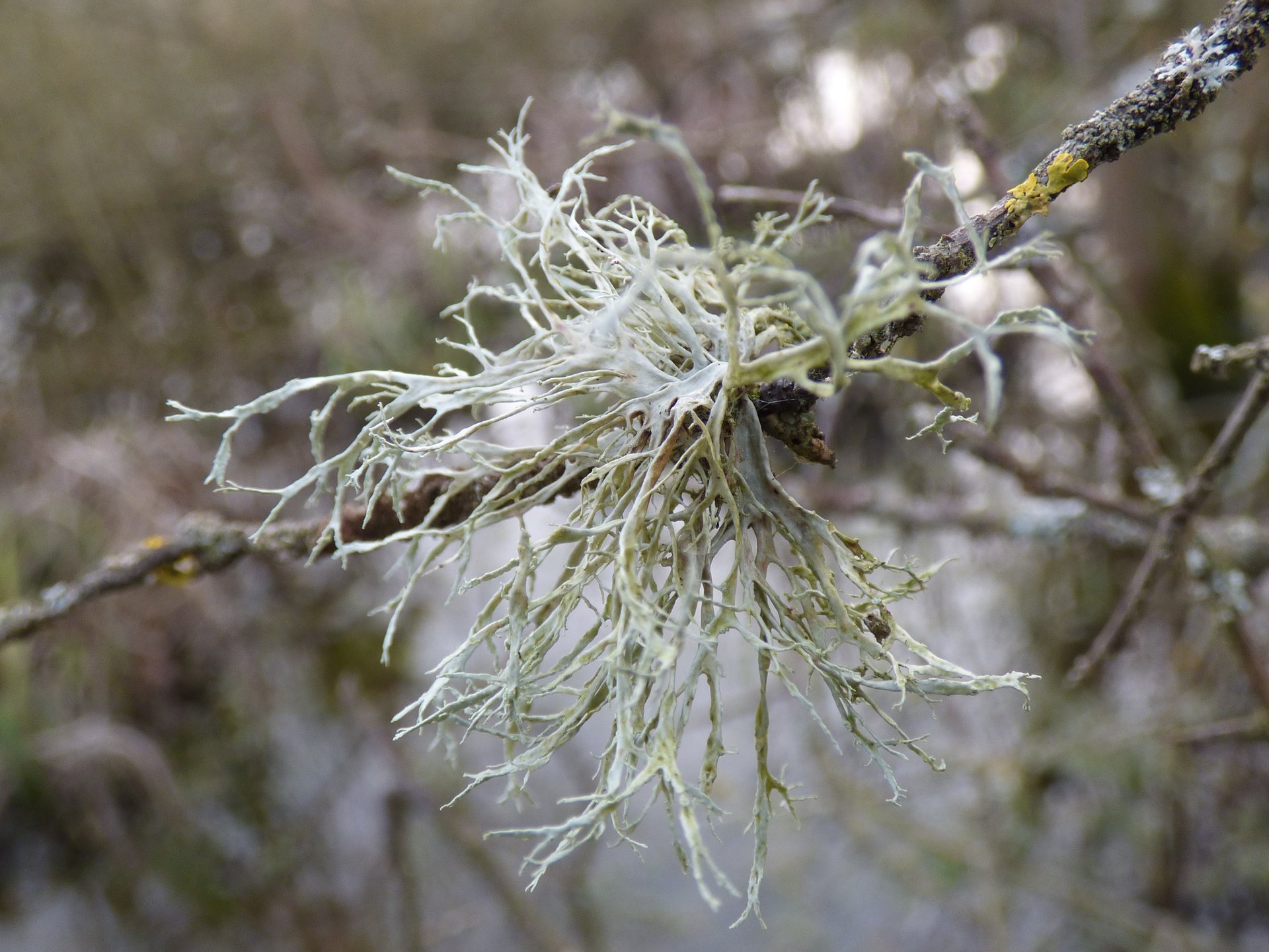 Lichens