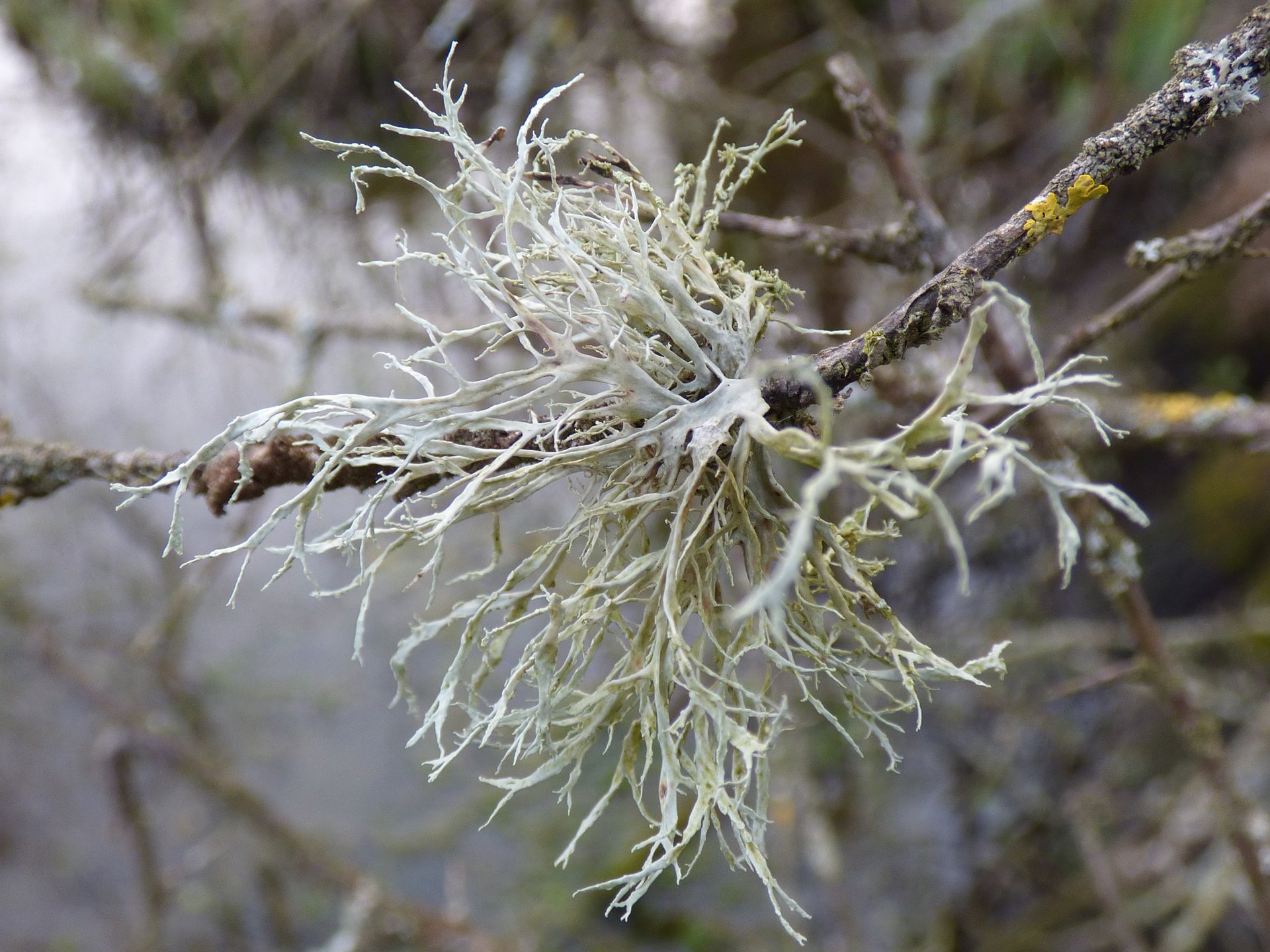Lichens