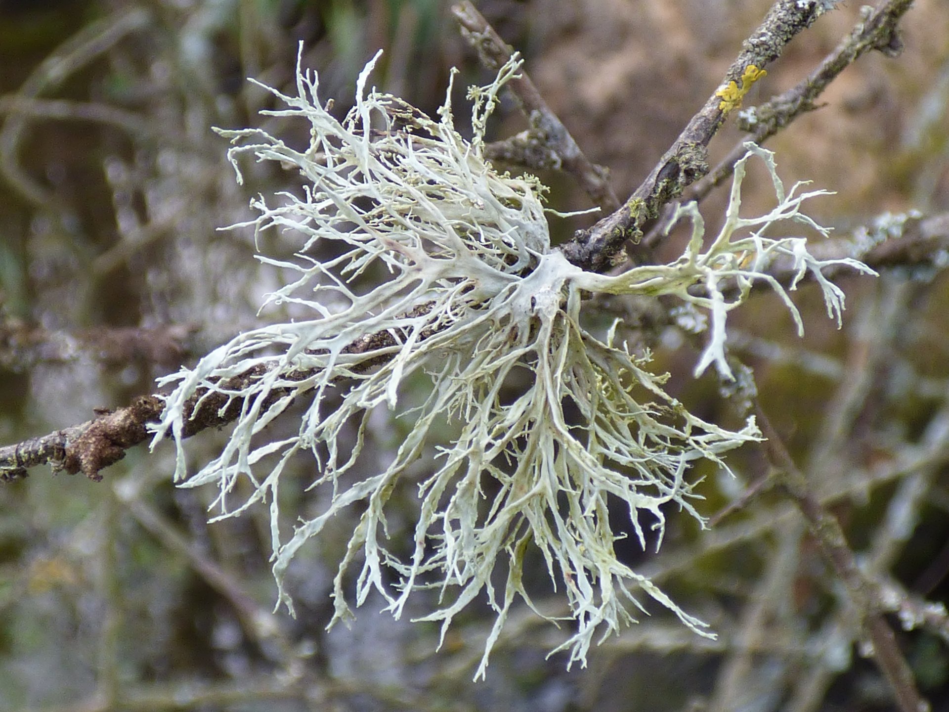 Lichens