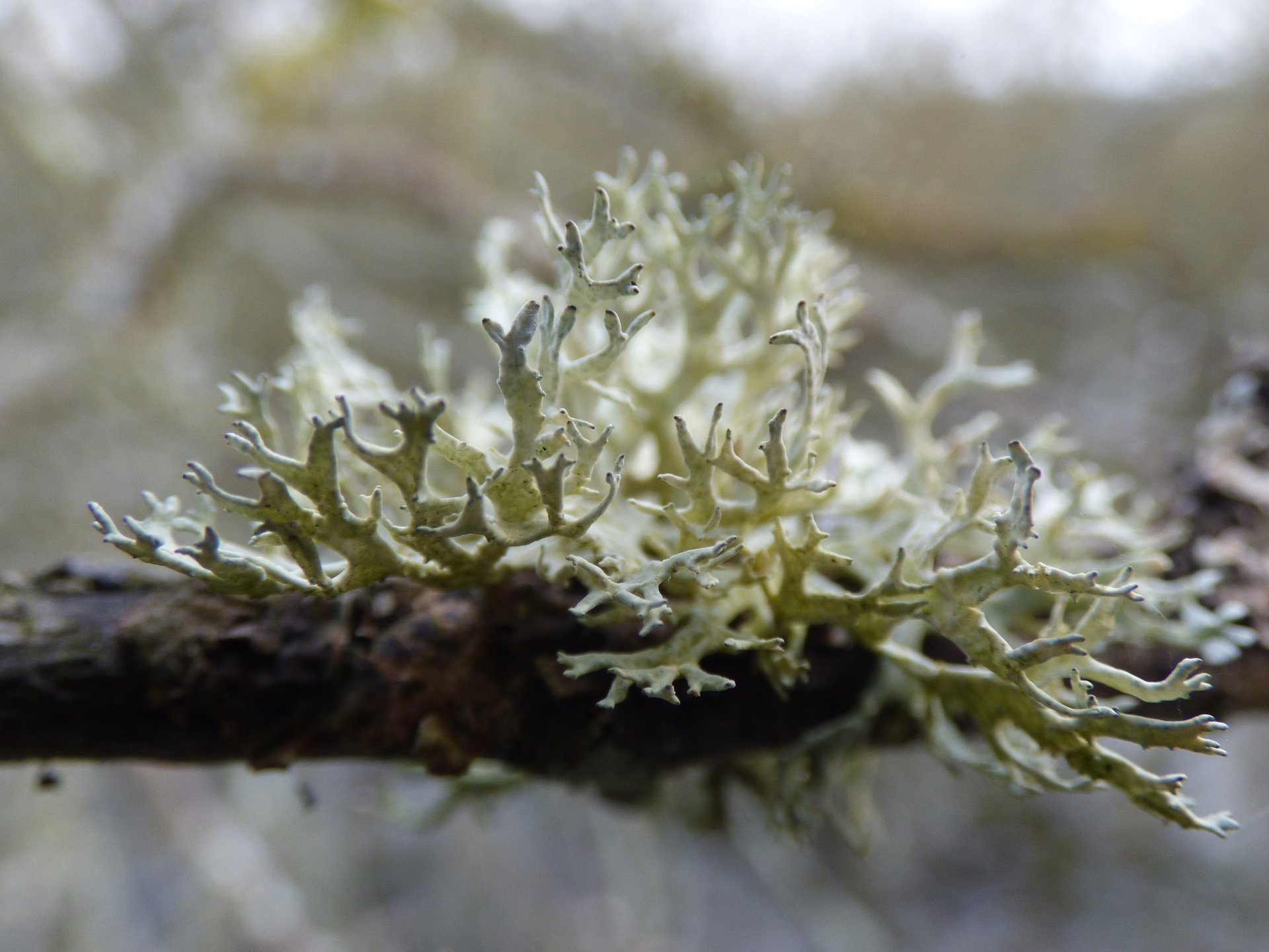 Lichens