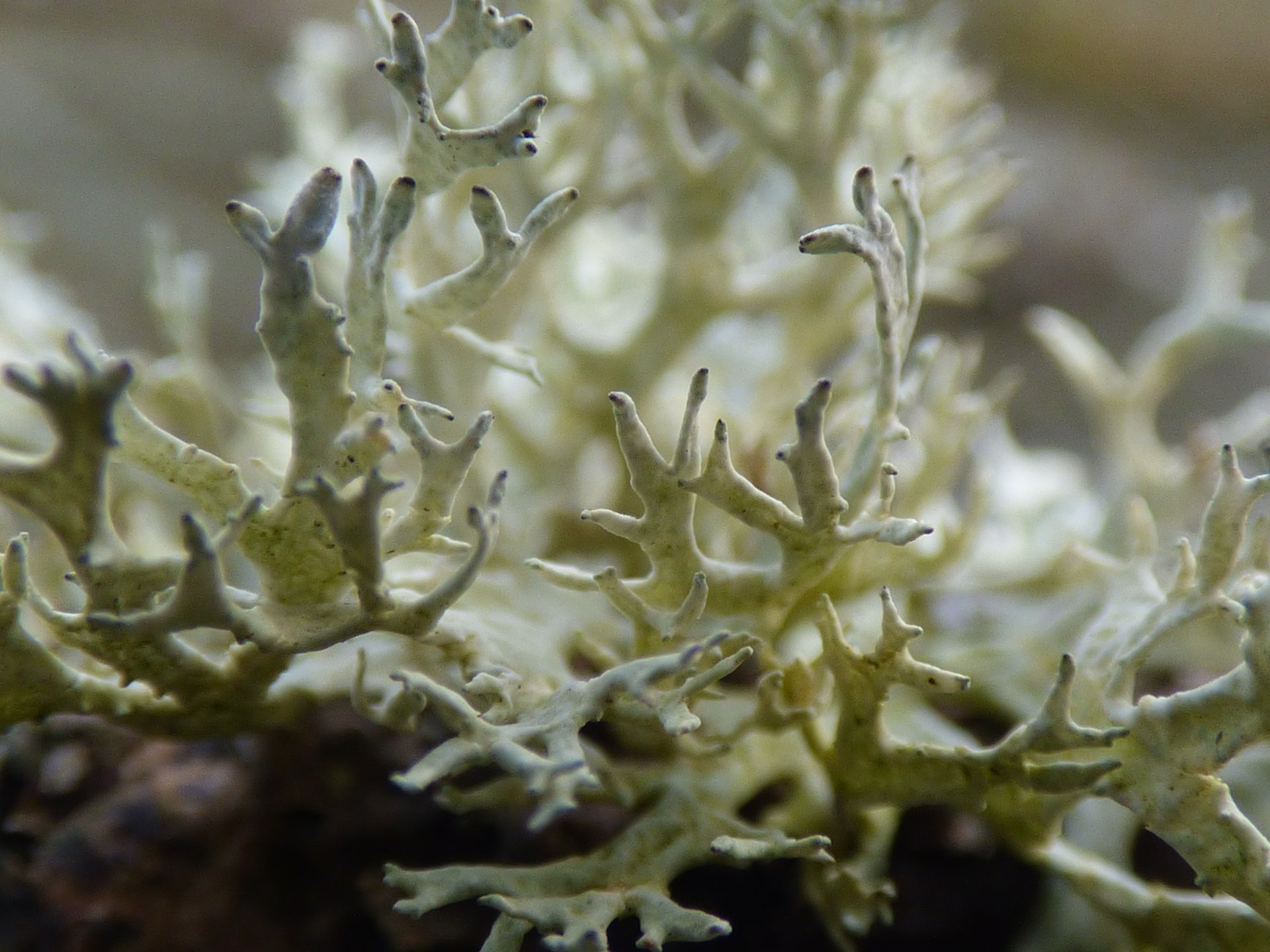 Lichens