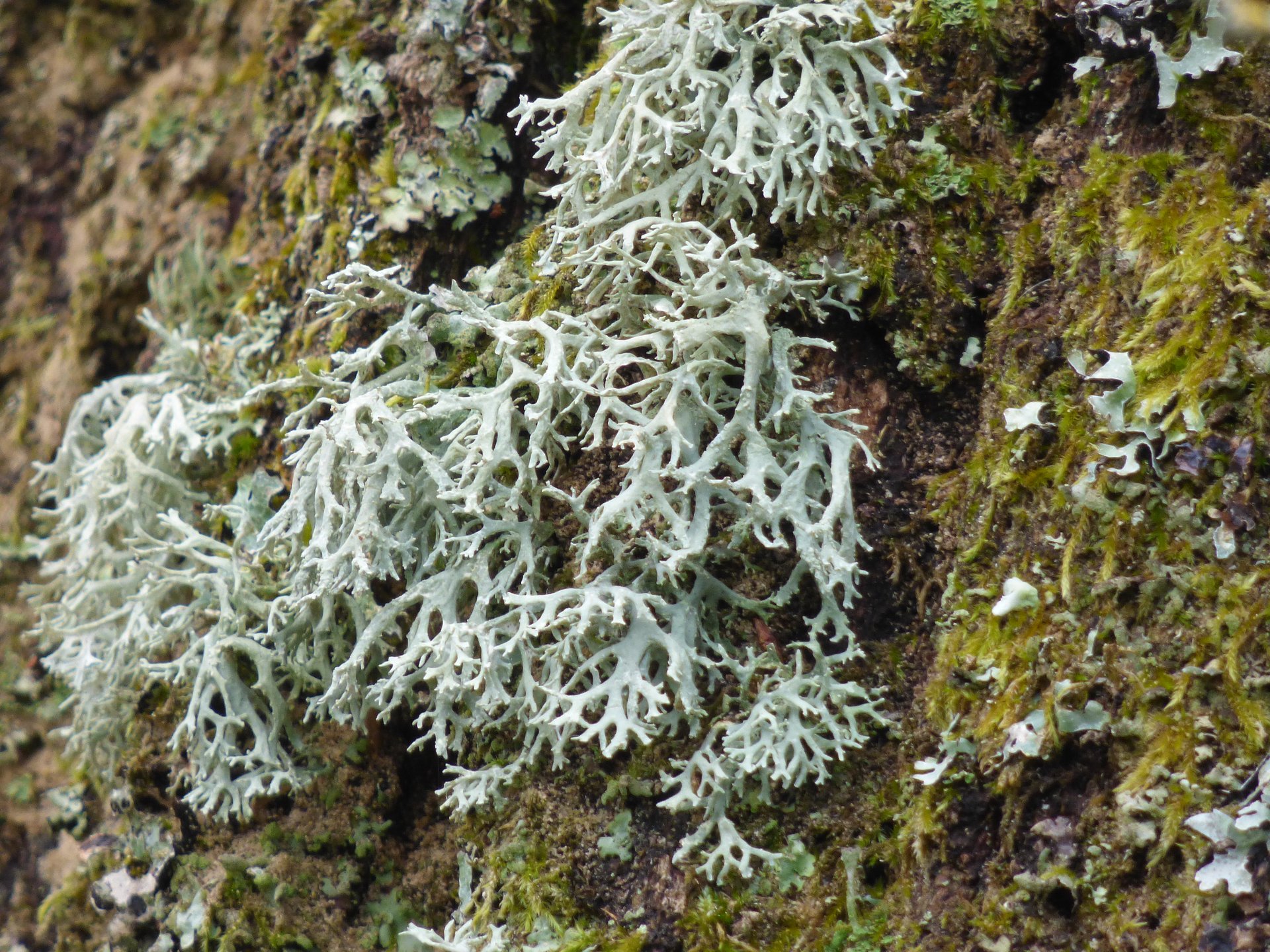Lichens