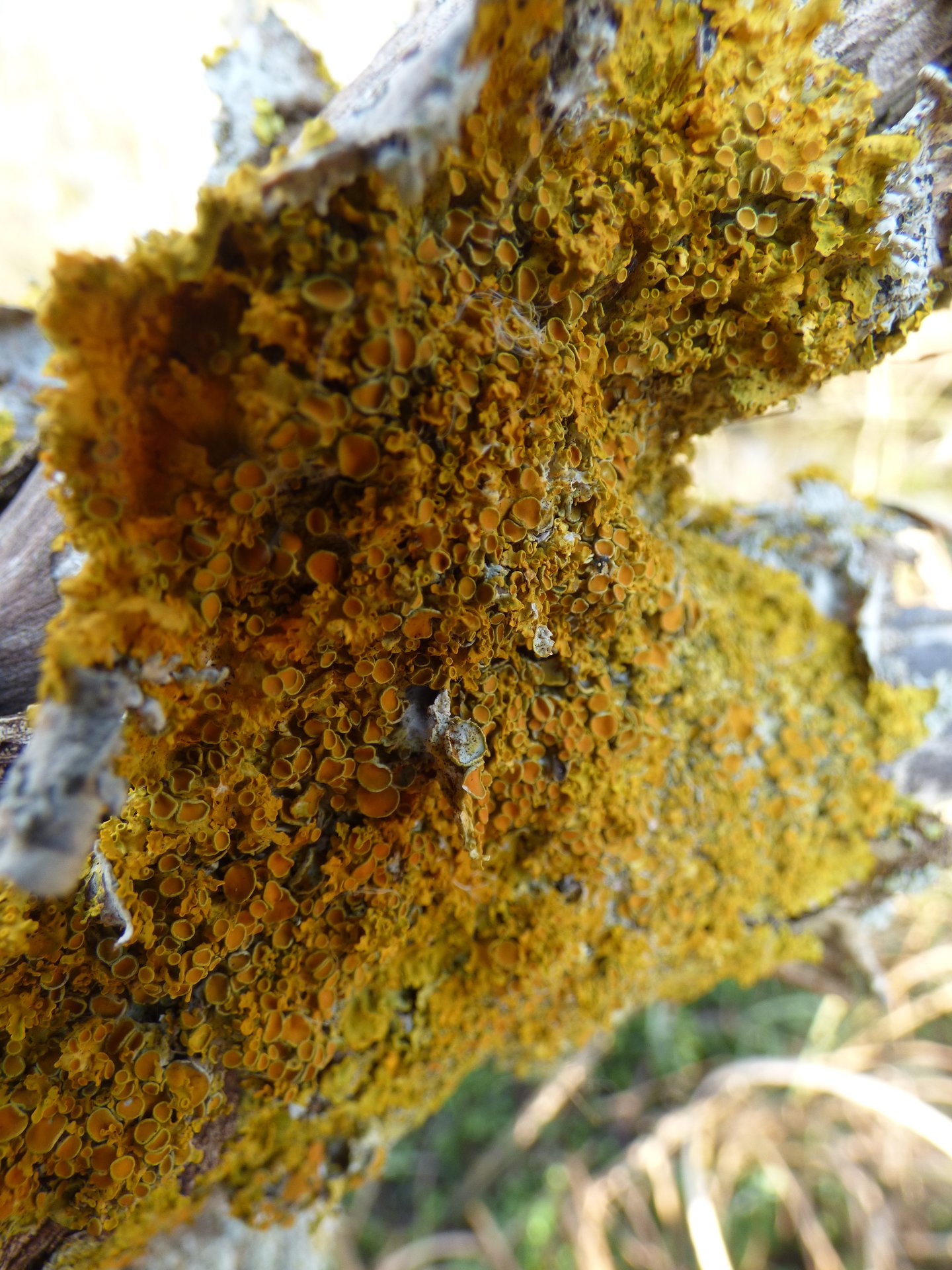 Lichens