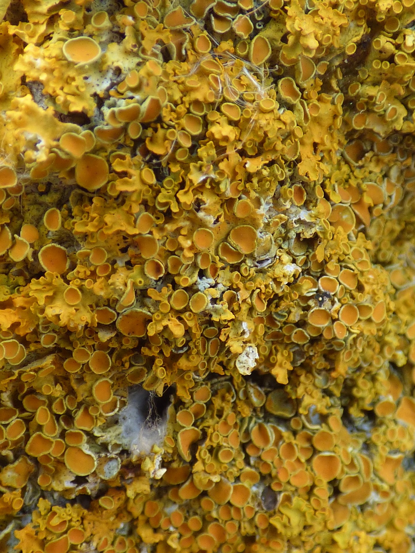 Lichens