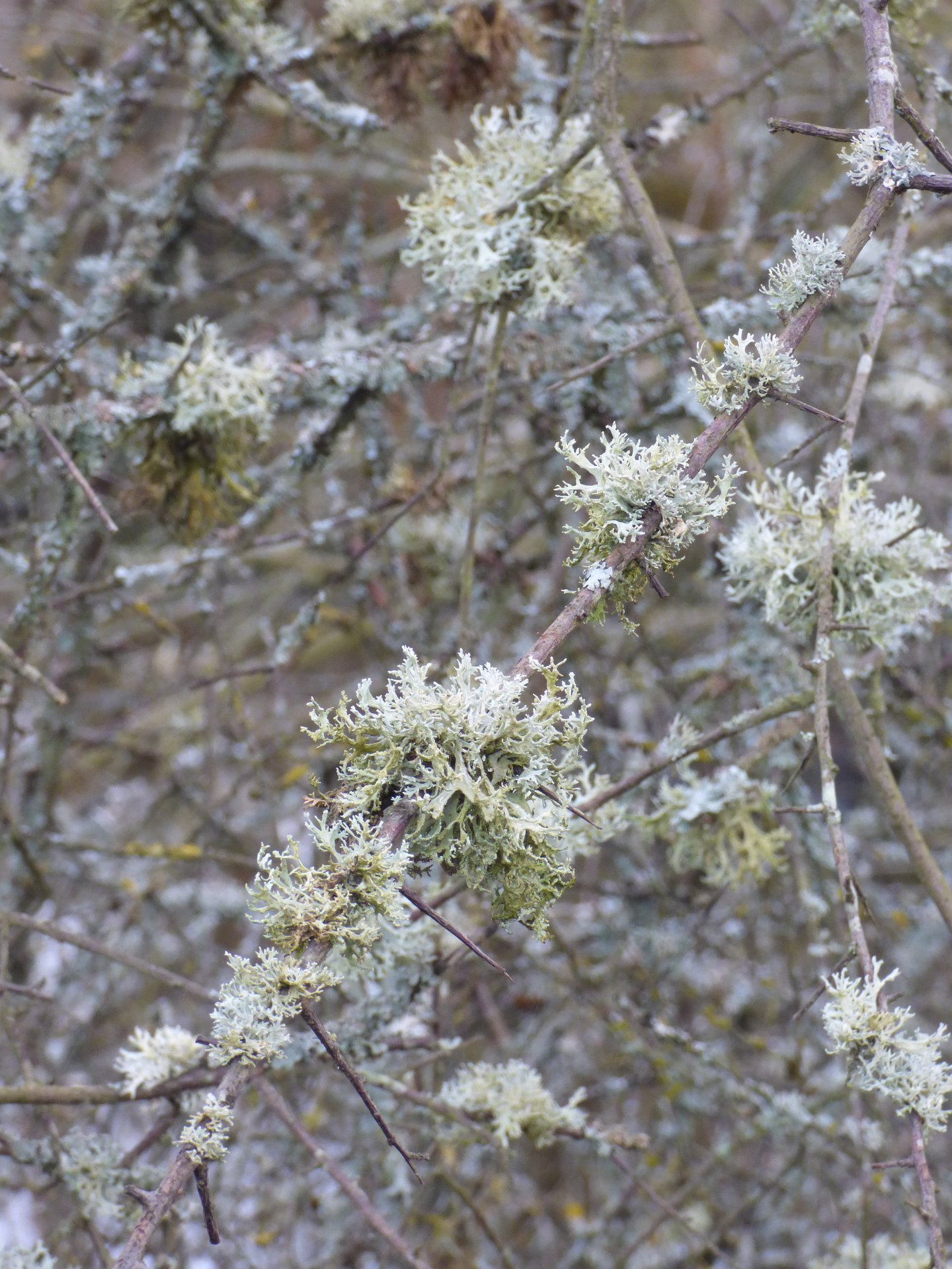 Lichens