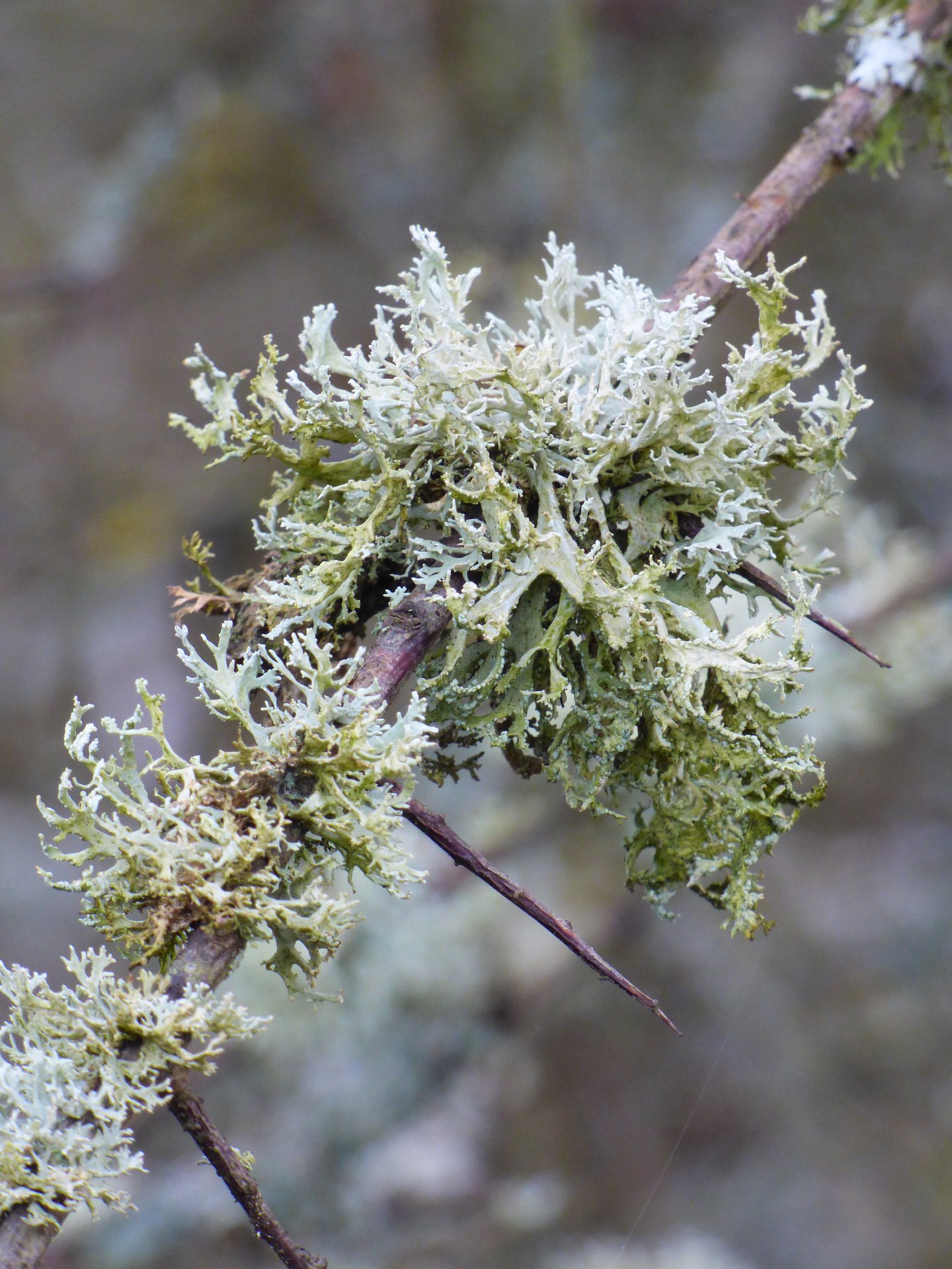 Lichens