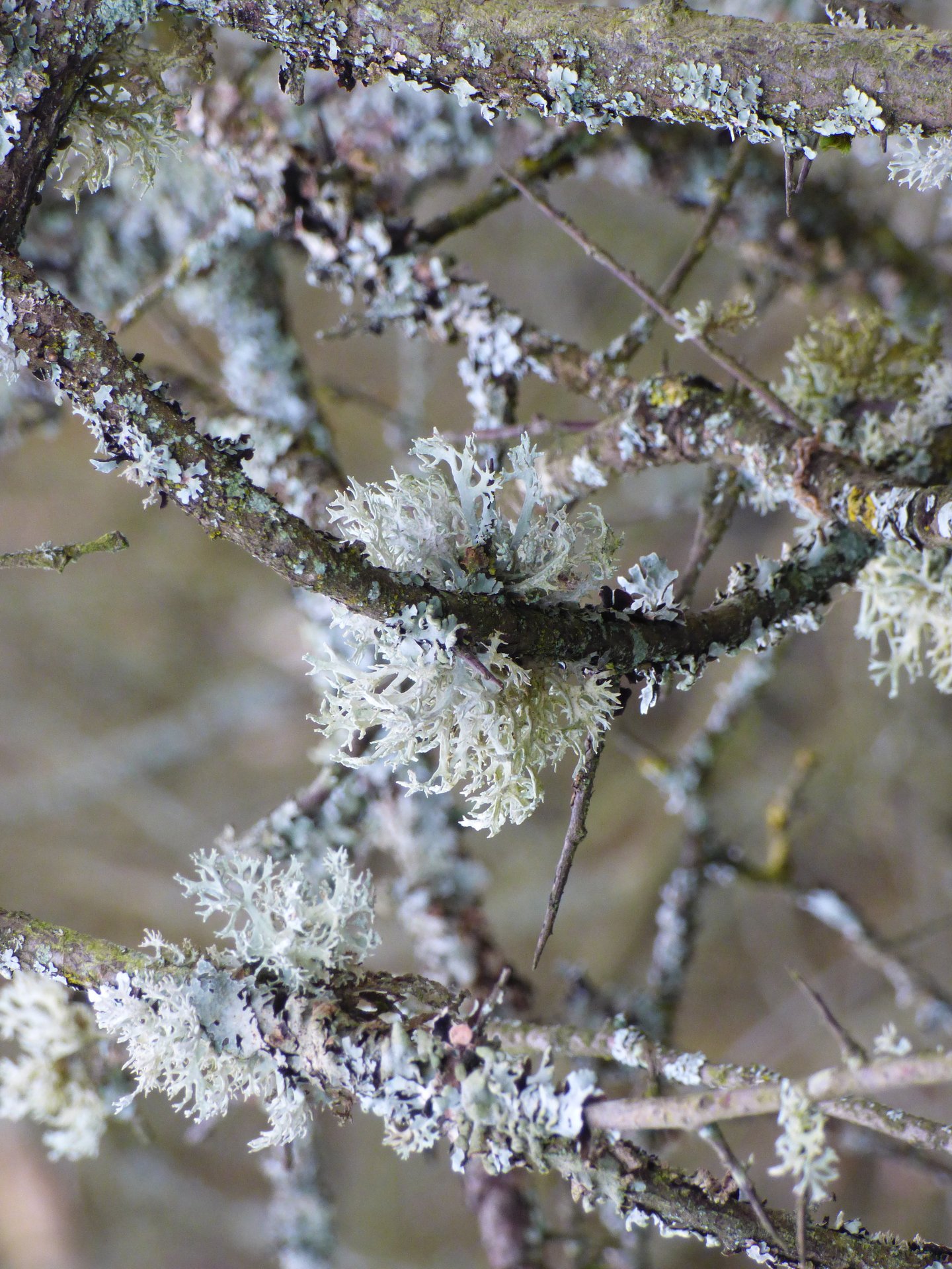 Lichens