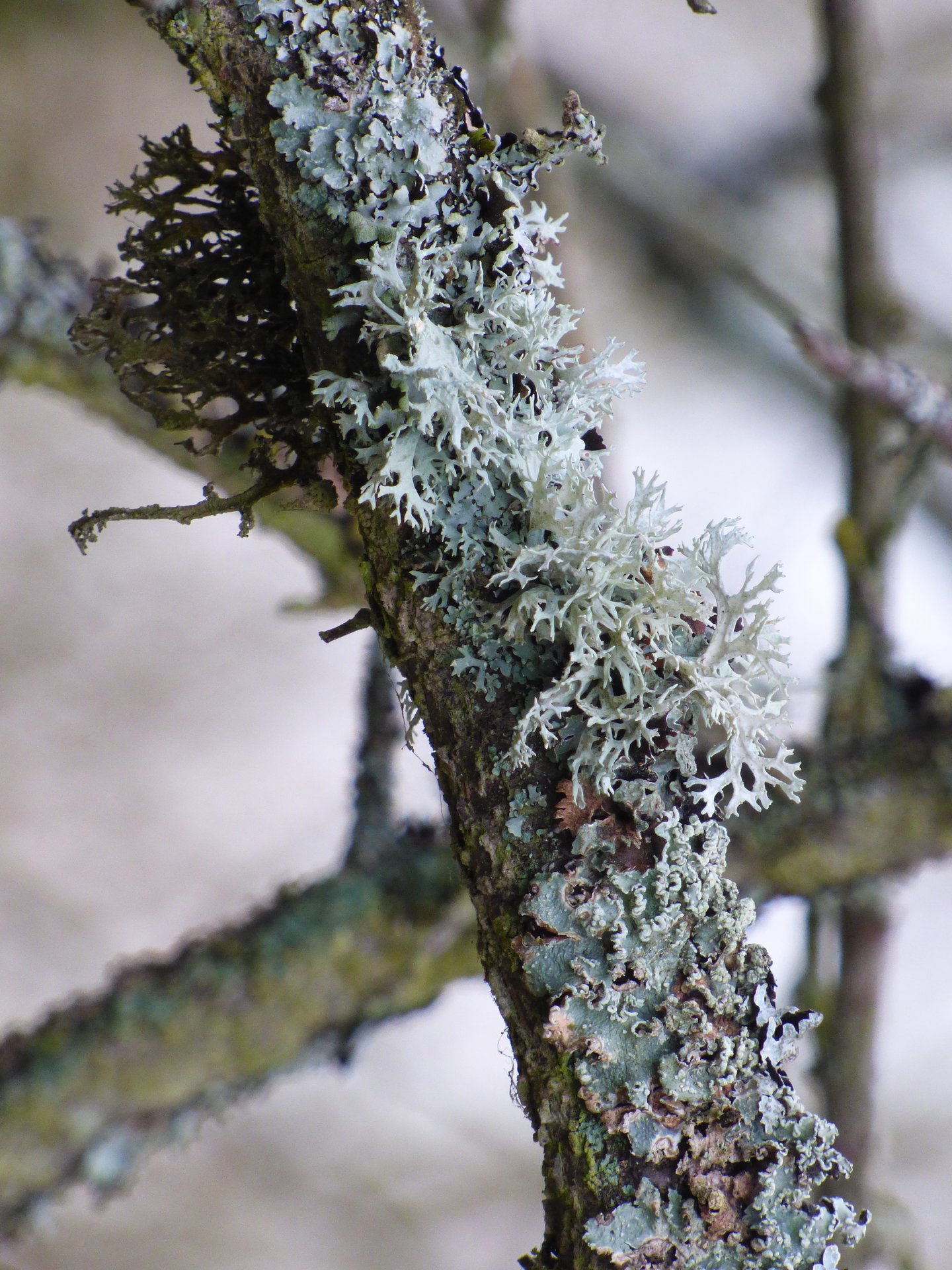 Lichens
