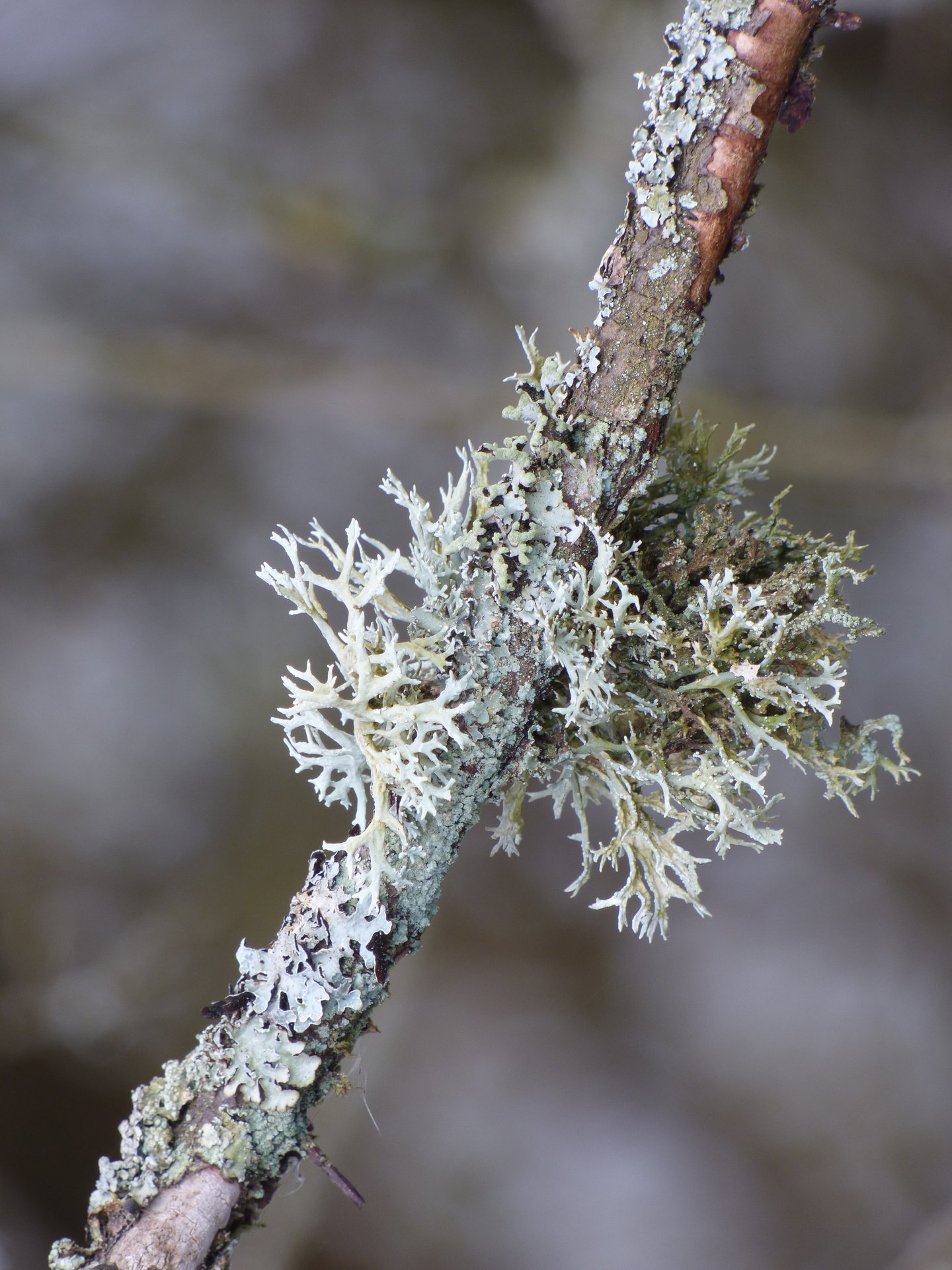 Lichens