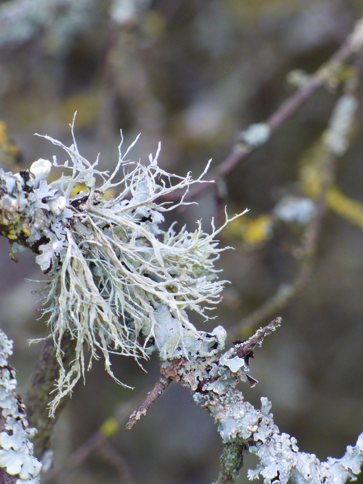 Lichens