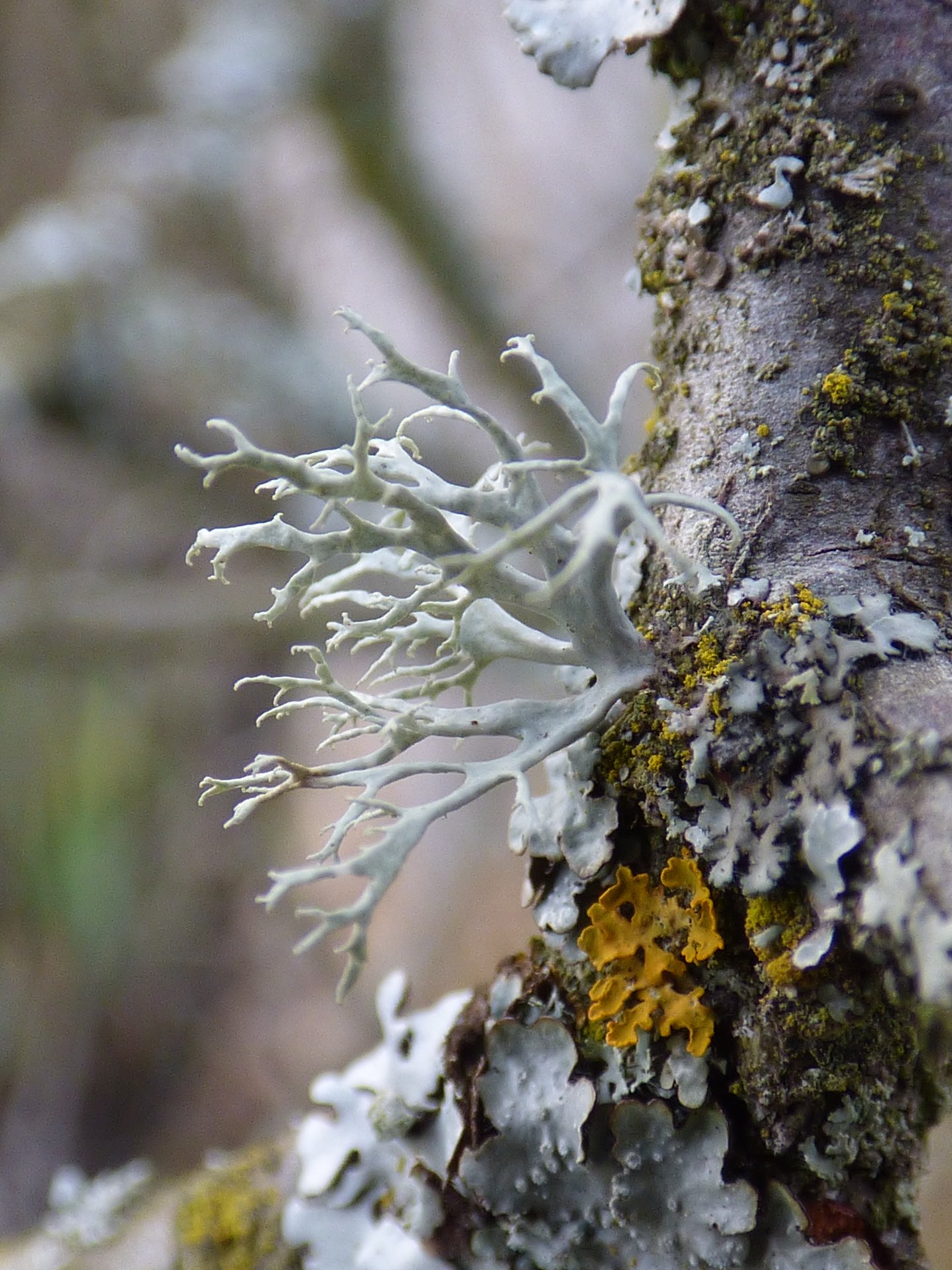 Lichens