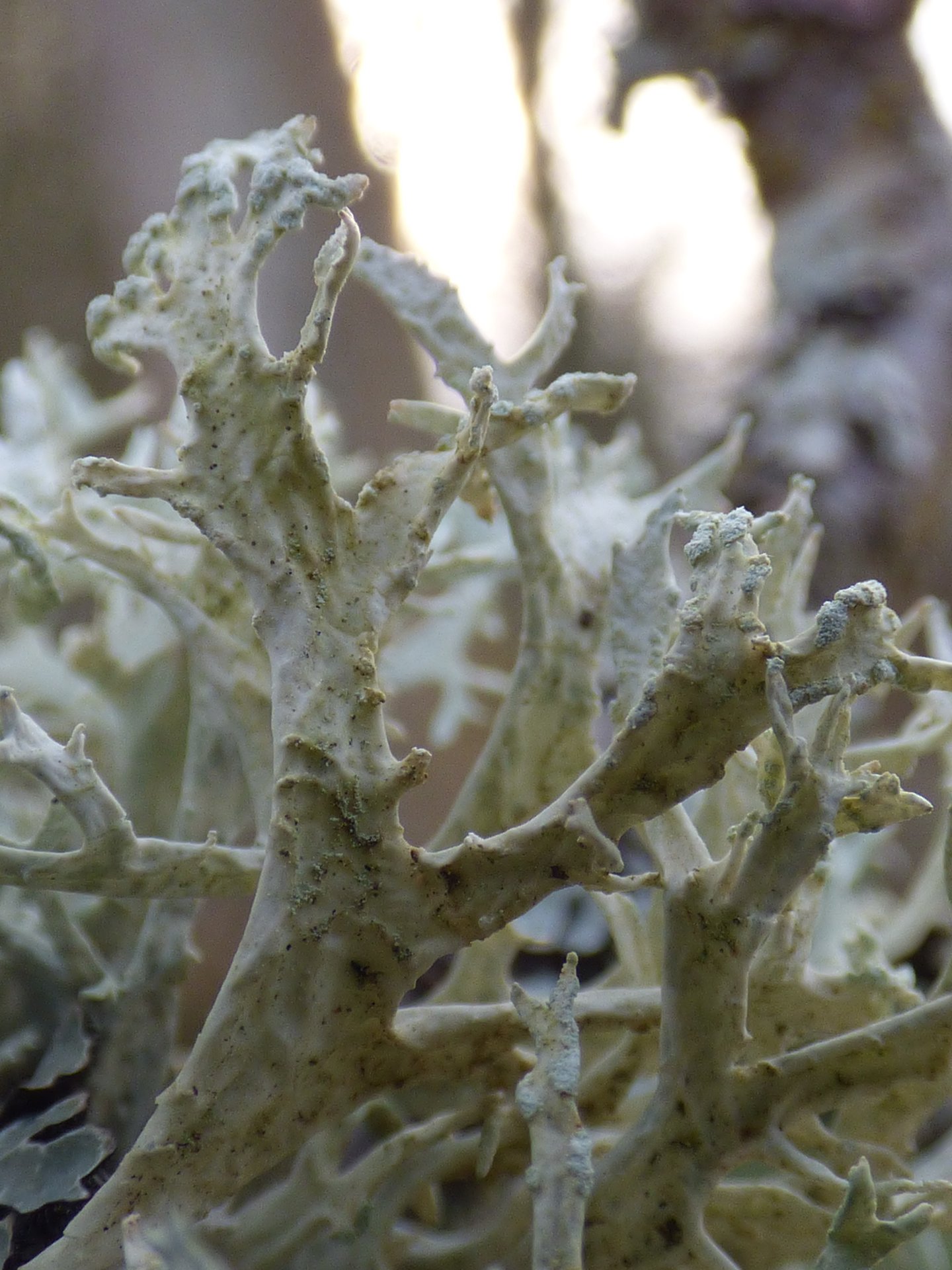 Lichens