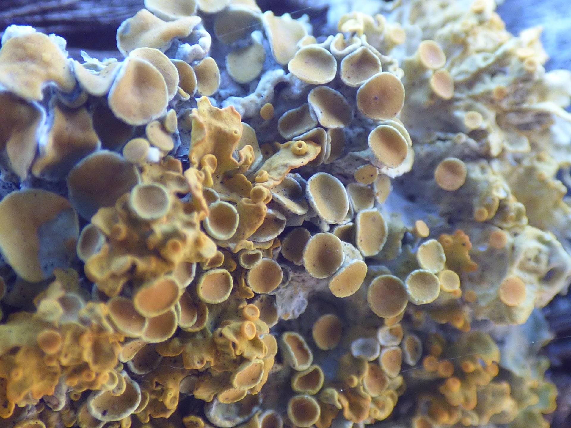 Lichens