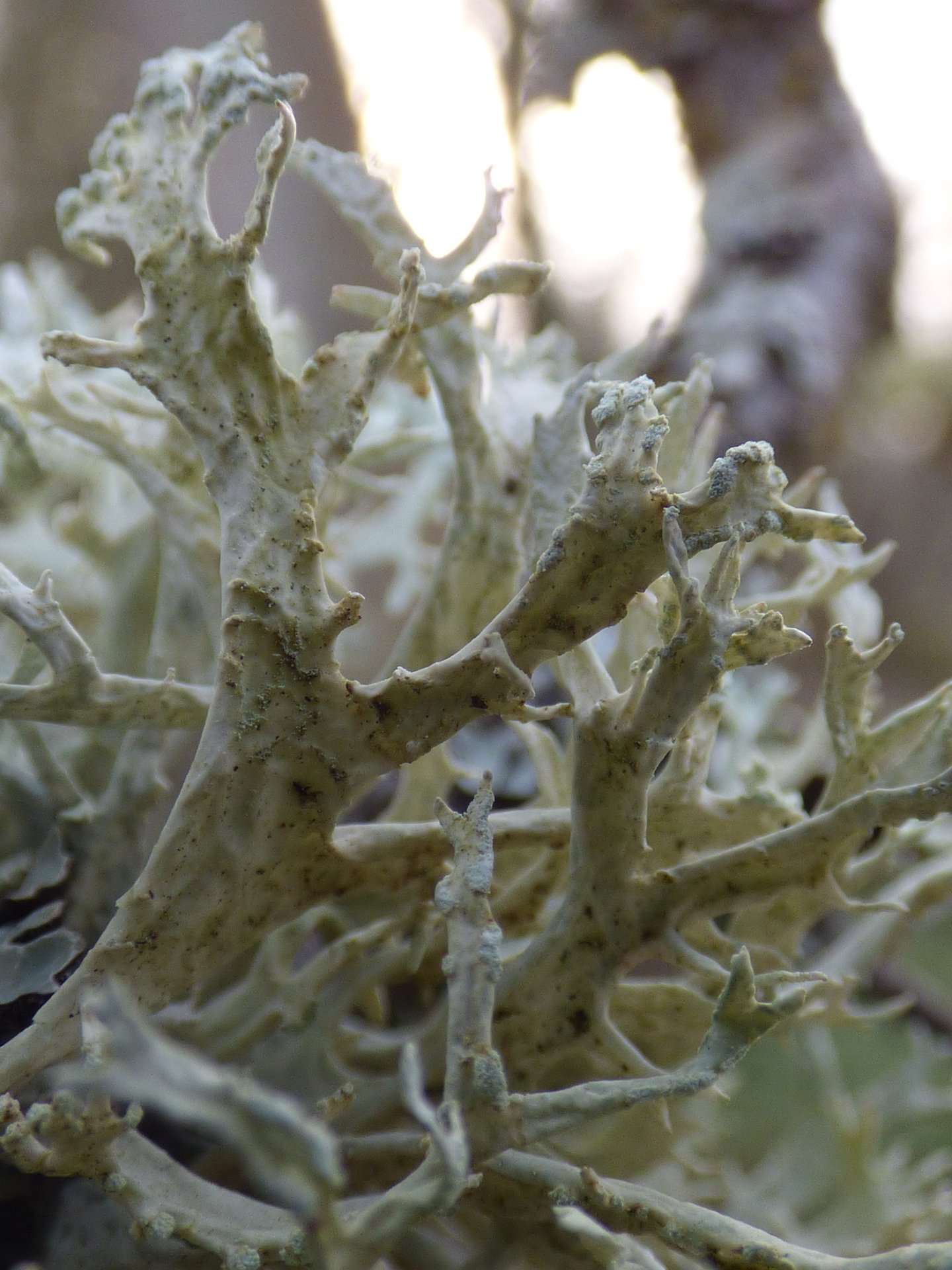 Lichens