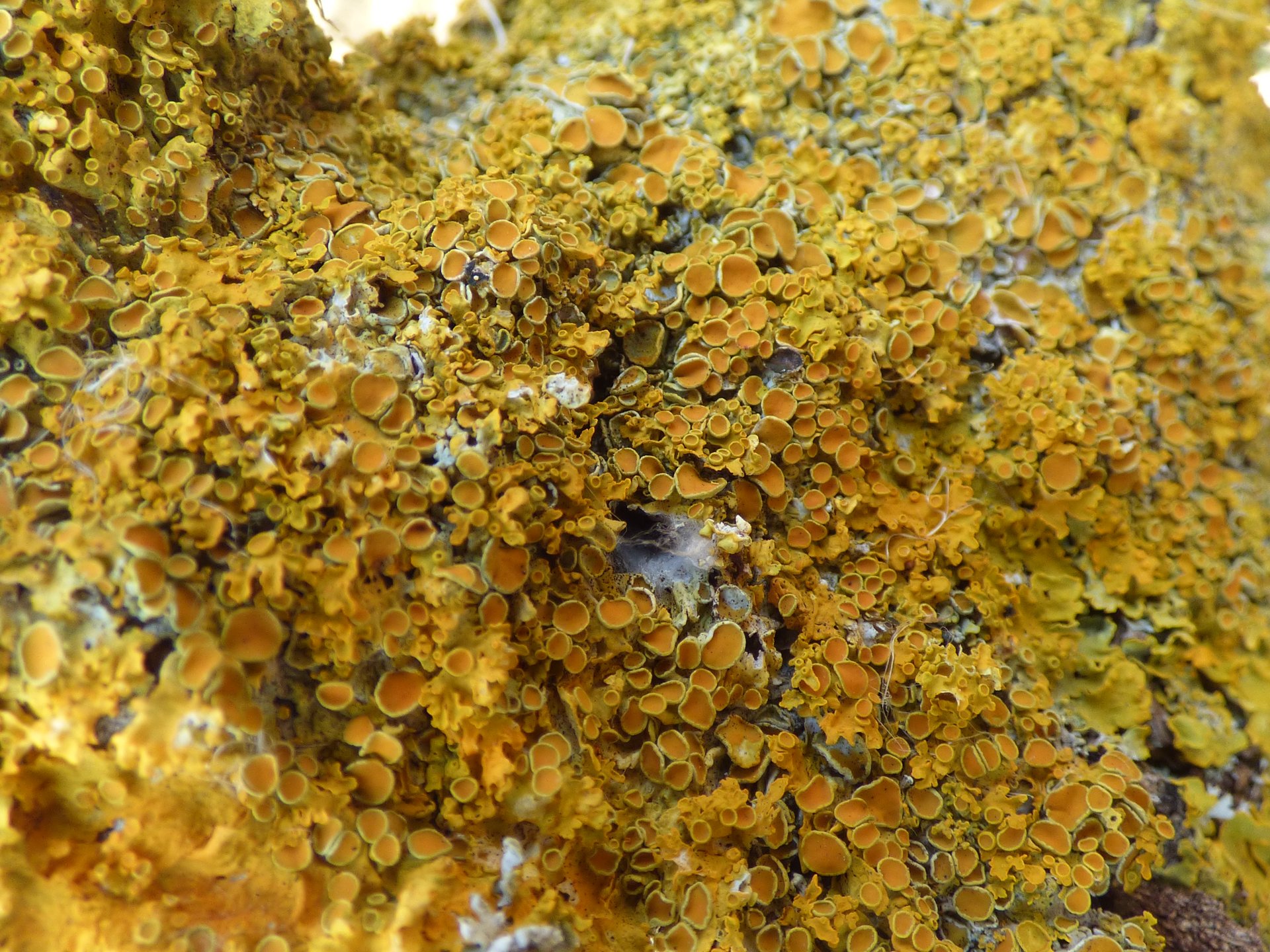 Lichens