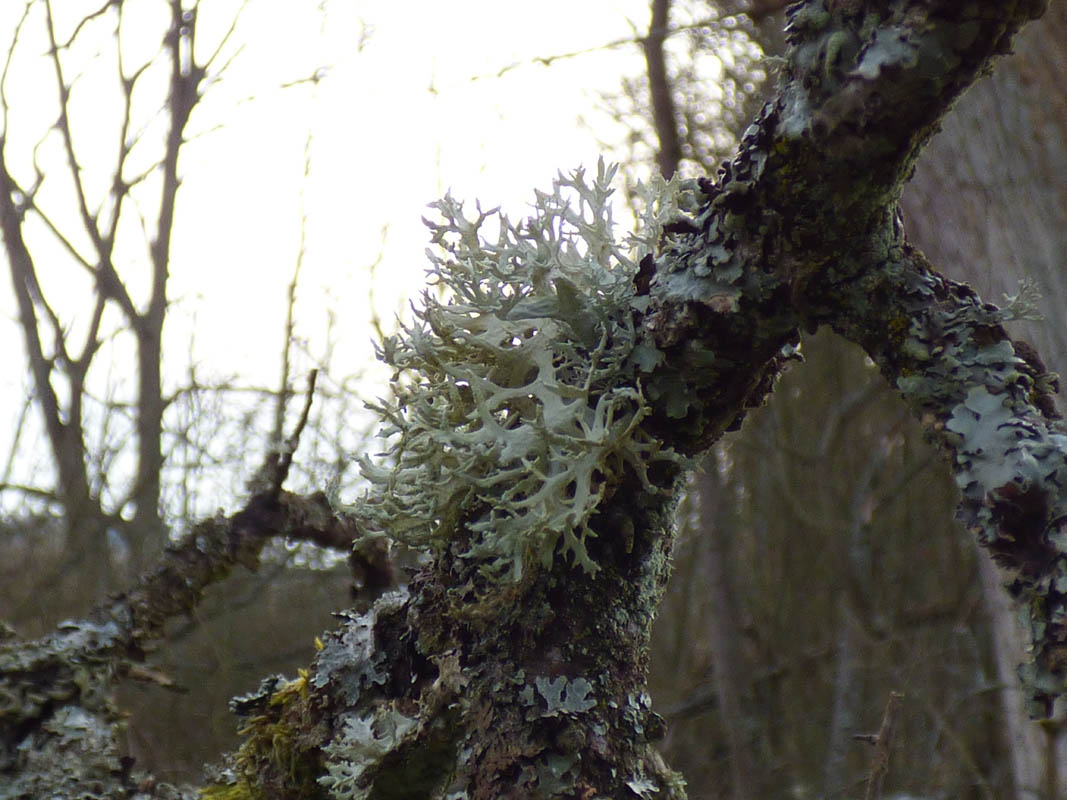 Lychens