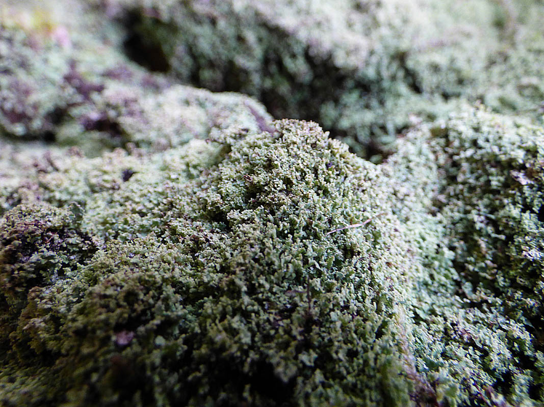Lychens