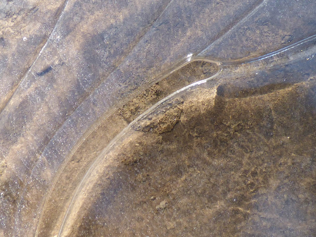 Achillea millefolium
