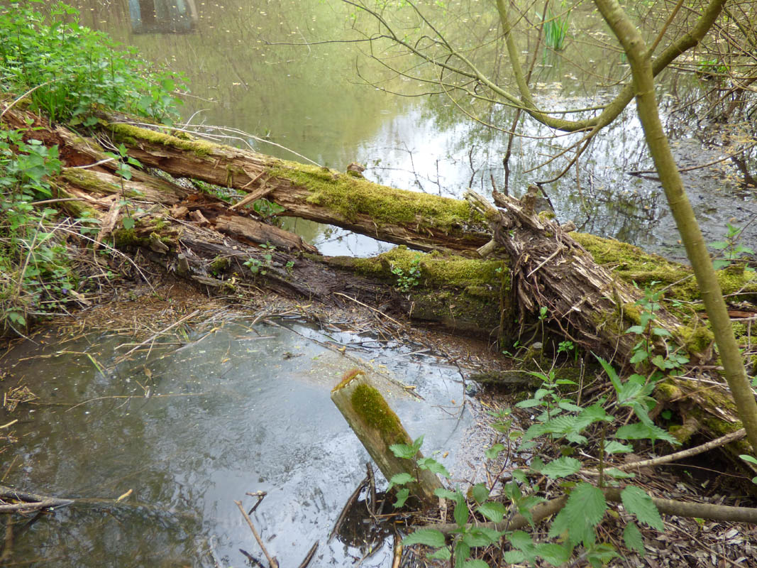 Ballade discrète dans le GOUY (30 avril 2016)