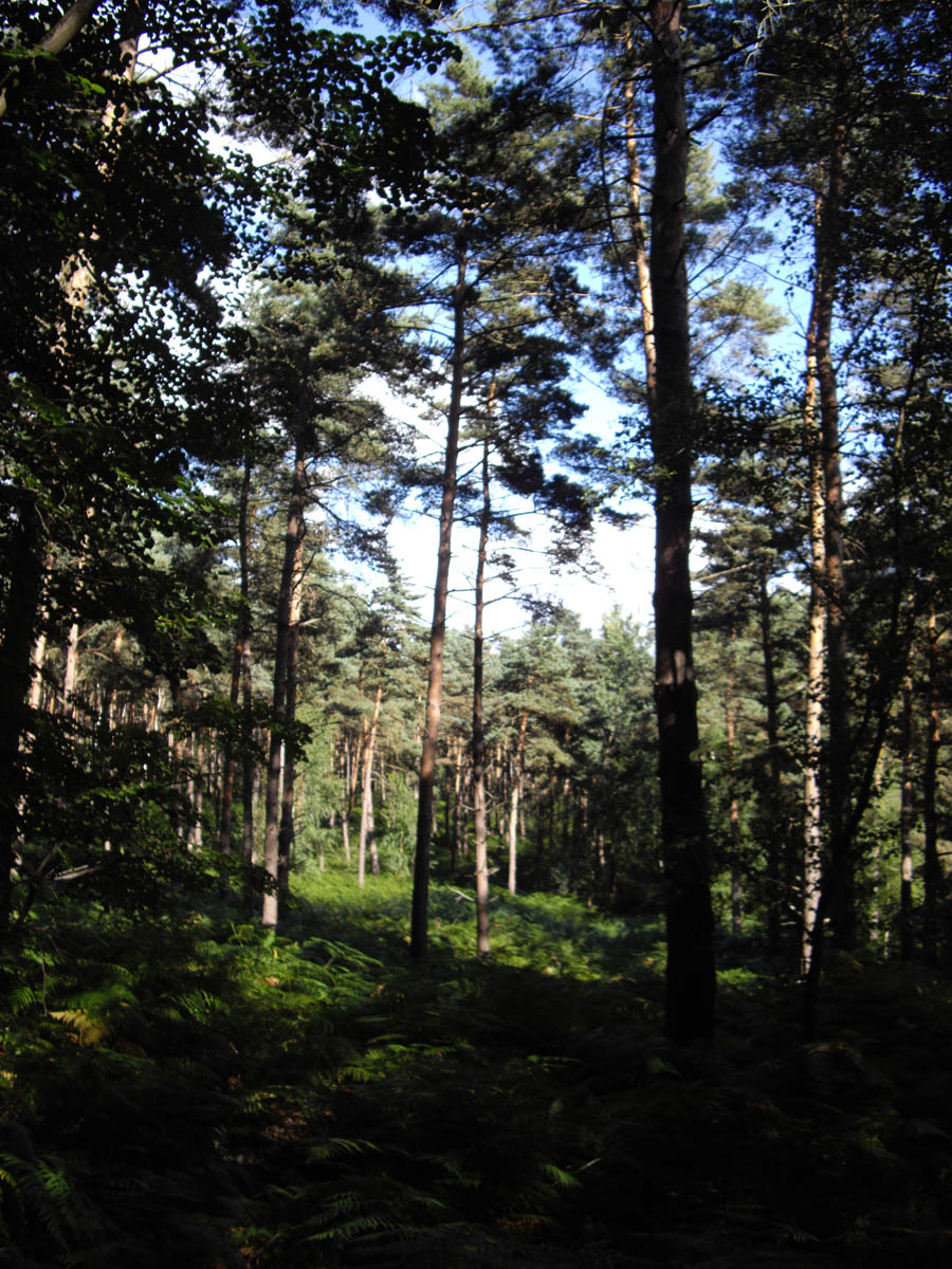 La forêt de Chantilly (à Luzarches)