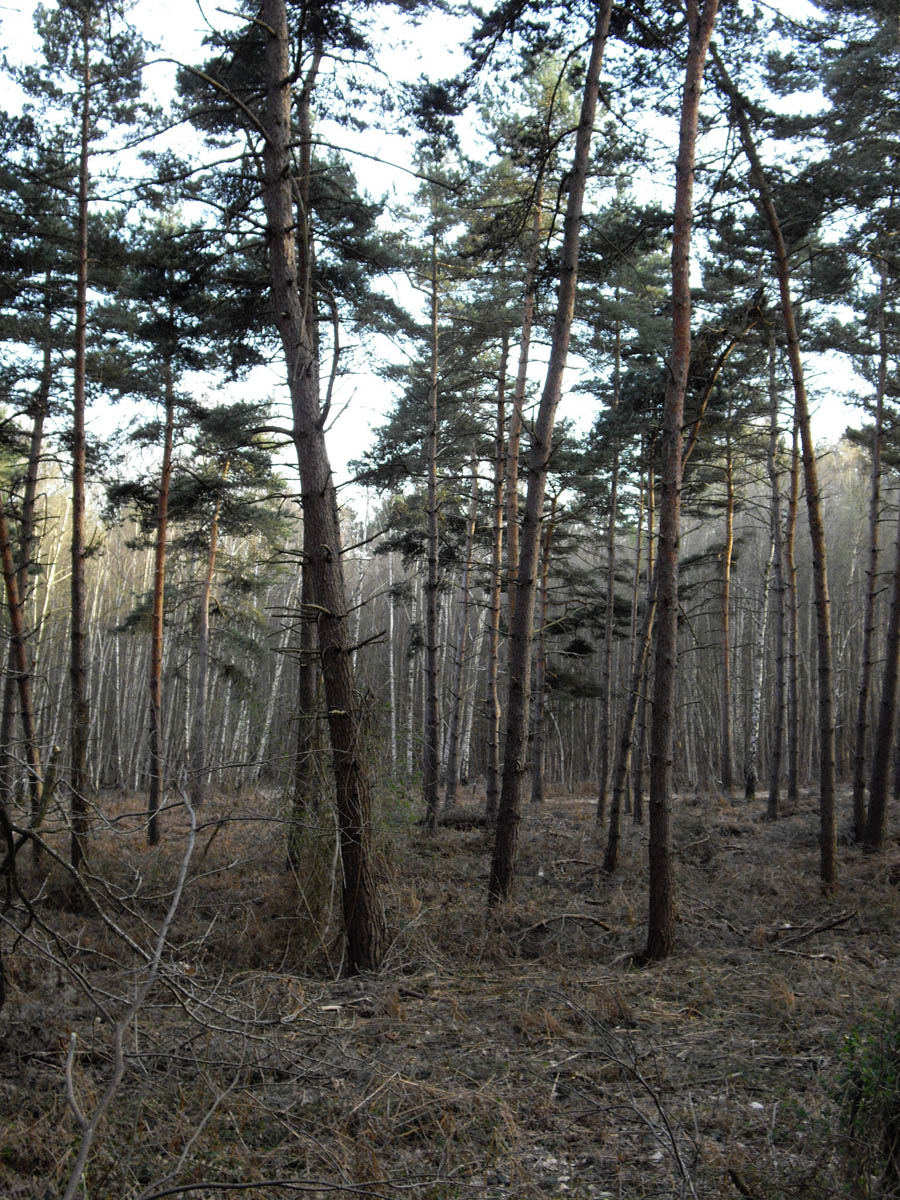 La forêt de Chantilly (à Luzarches)