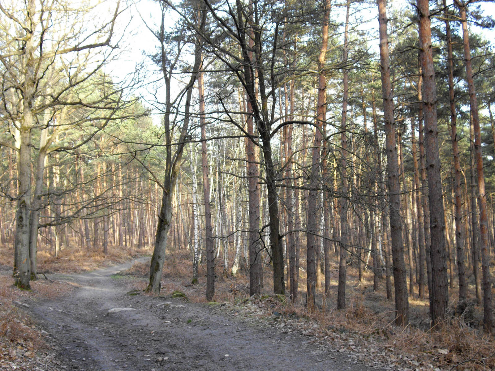 La forêt de Chantilly (à Luzarches)