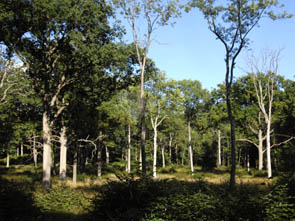 La forêt de Chantilly (à Luzarches)