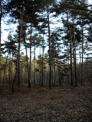 La forêt de Chantilly (à Luzarches)