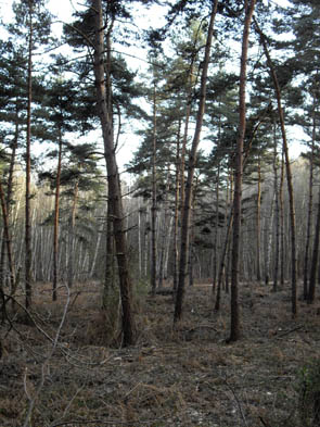 La forêt de Chantilly (à Luzarches)