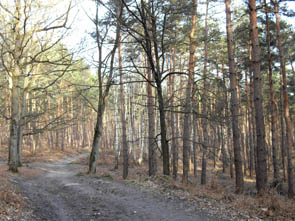 La forêt de Chantilly (à Luzarches)