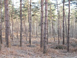 La forêt de Chantilly (à Luzarches)