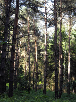 La forêt de Chantilly (à Luzarches)