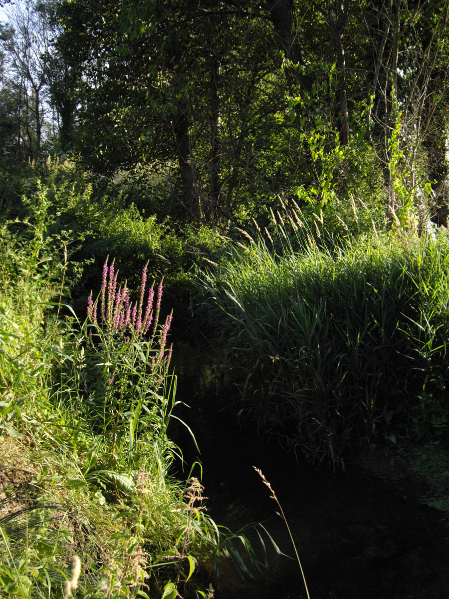 La Flache, l'Ysieux