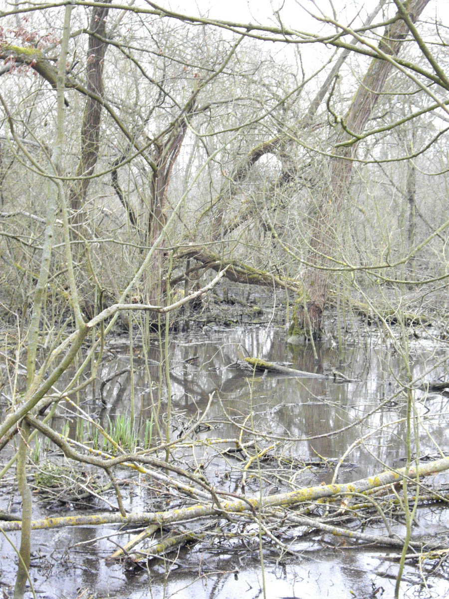 La Flache, le marais