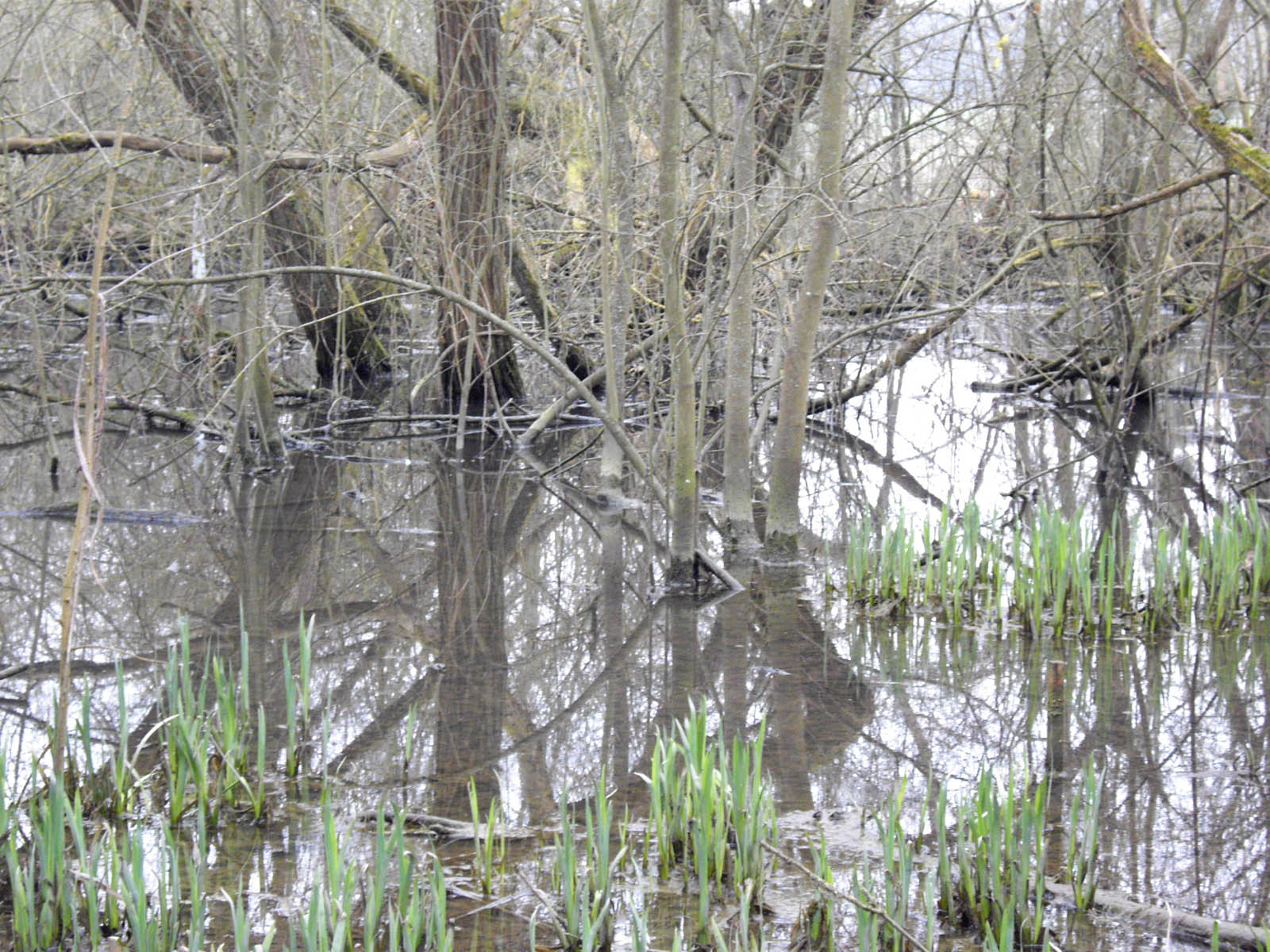La Flache, le marais