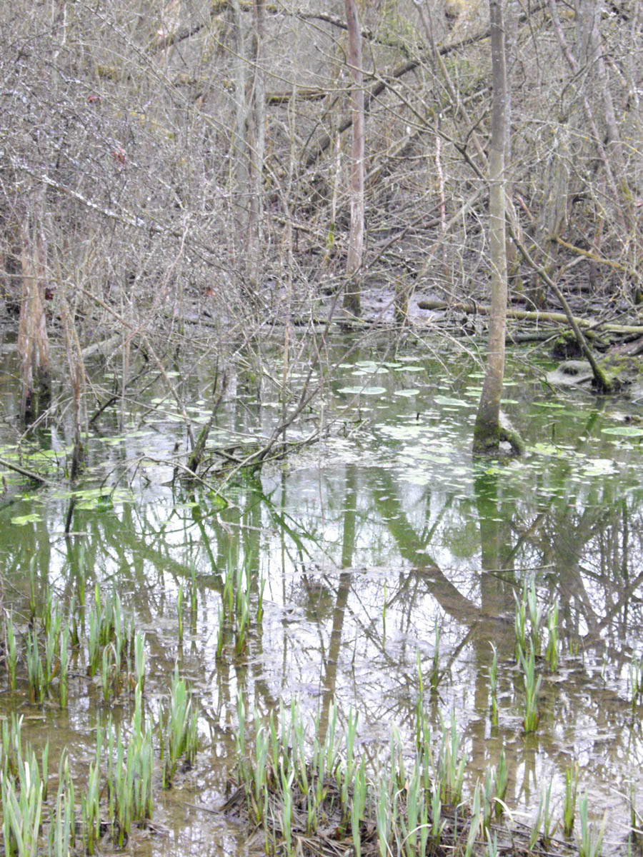 La Flache, le marais