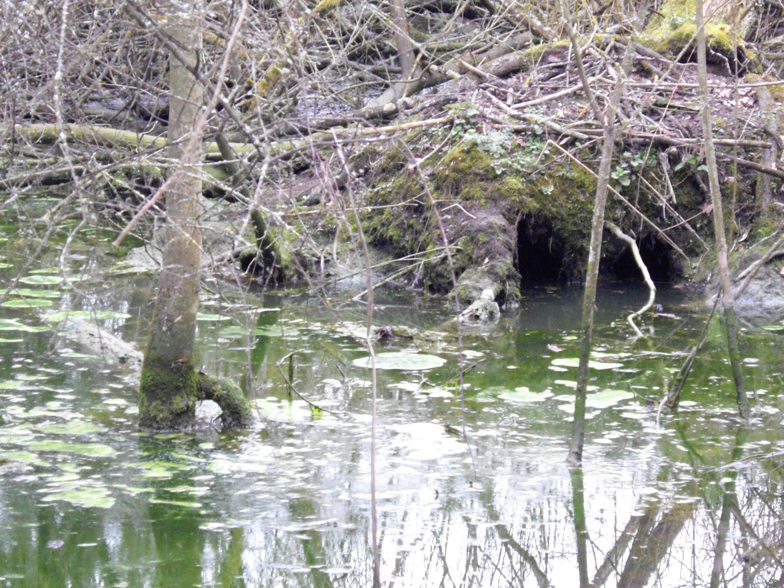 La Flache, le marais