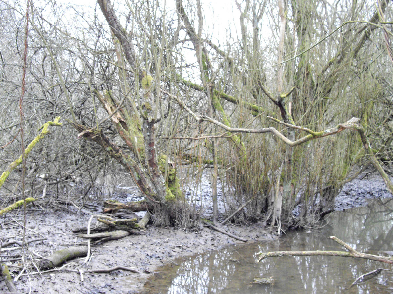 La Flache, le marais
