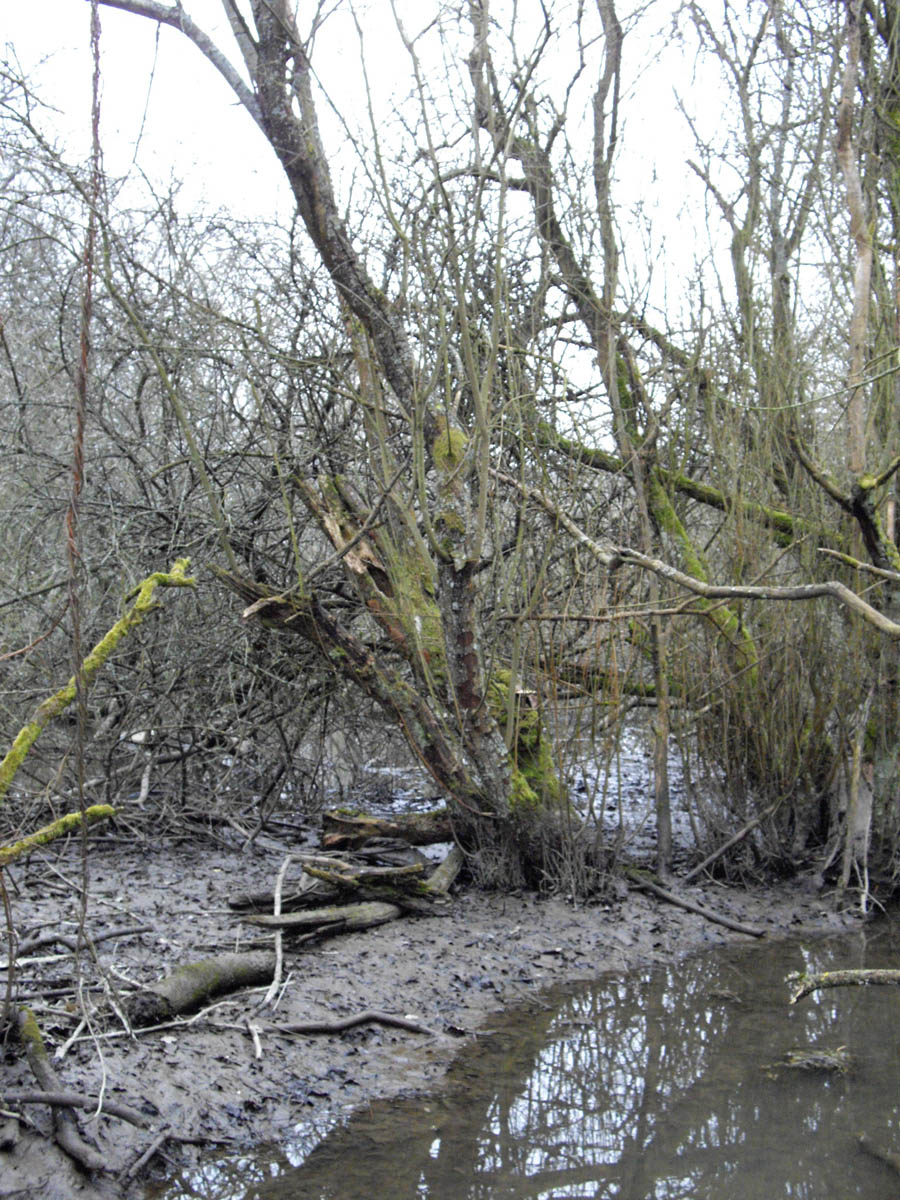 La Flache, le marais