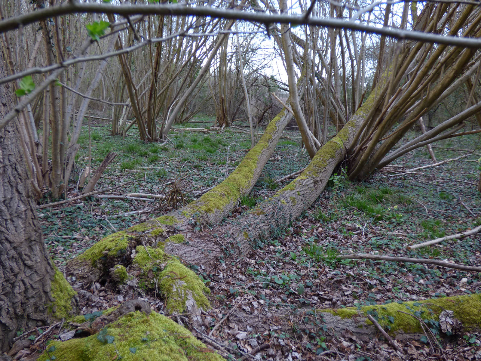 Le GOUY (8 avril 2016)