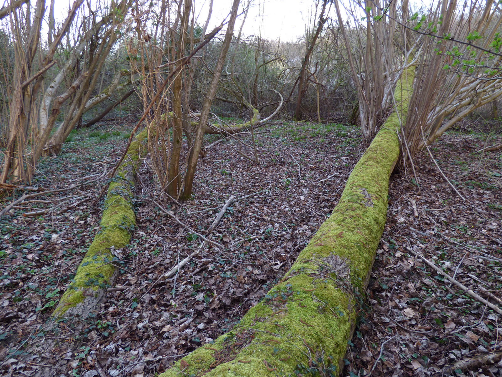 Le GOUY (8 avril 2016)