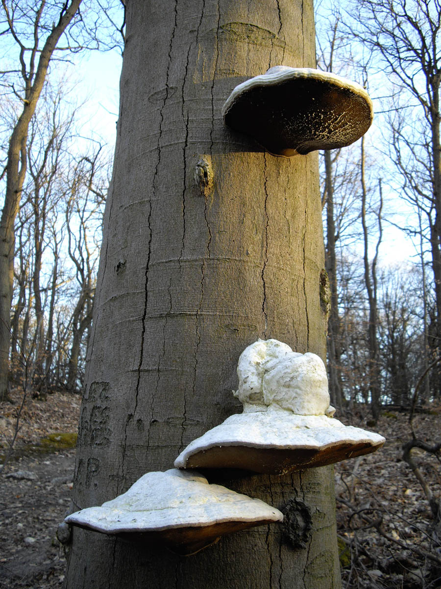 Les brûlis, à Chaumontel