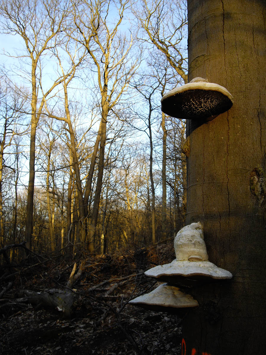 Les brûlis, à Chaumontel