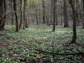 La forêt de Rocquemont (Luzarches)