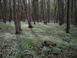 L'Ysieux